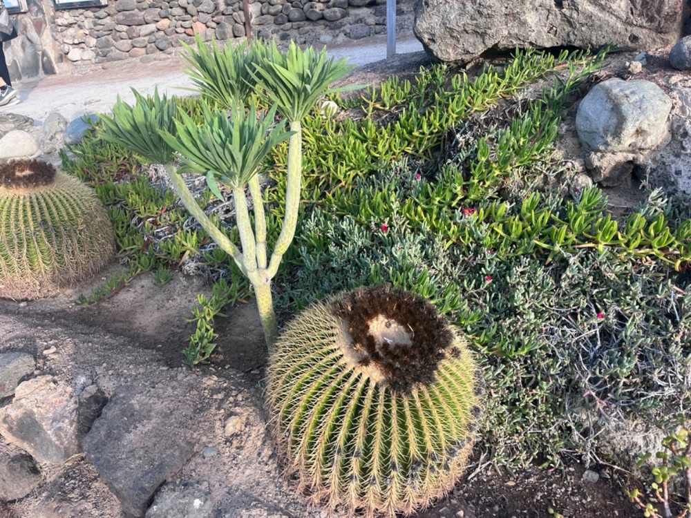 best things to do in Gran Canaria 