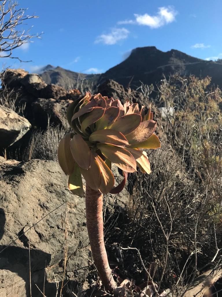 hiking in Tenerife 
